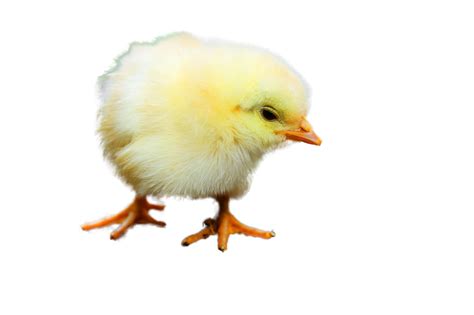 Pollo Png Imagenes Gratis 2024 Png Universe