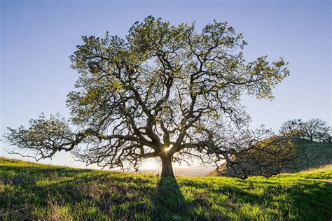 Walnut Tree Wallpapers - Wallpaper Cave