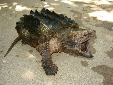 Alligator snapping turtle - Alchetron, the free social encyclopedia