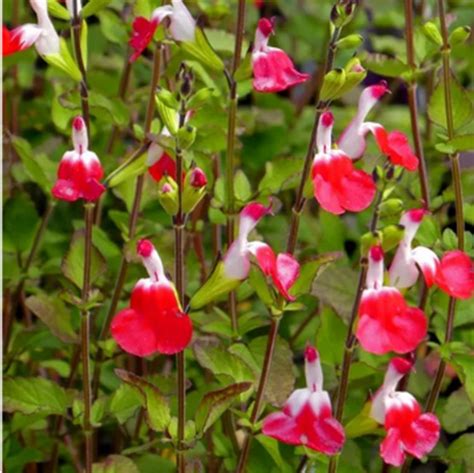 Salvia Hot Lips