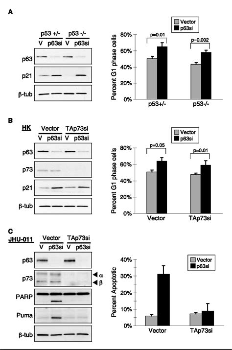 Figure 2 from Tumor-specific p73 up-regulation mediates p63 dependence ...