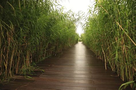 Gallery Of Shanghai Houtan Park Turenscape 5