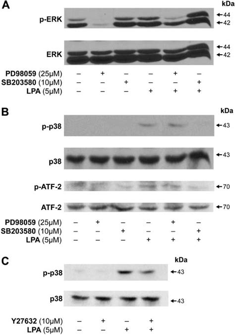 Effect Of P Mapk P Mapk And Rho Kinase Inhibitors On