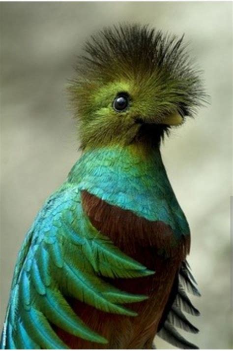 Resplendent Quetzal Pet Birds Beautiful Birds Colorful Birds