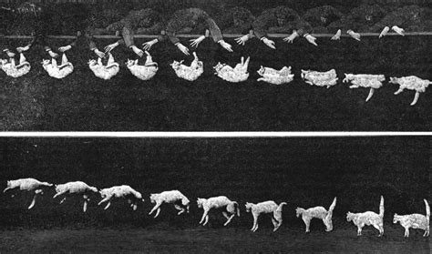 falling cat wikipedia wolna encyklopedia