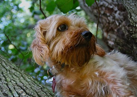 Dachshund Yorkie Poodle Mix at Jacob Shadforth blog