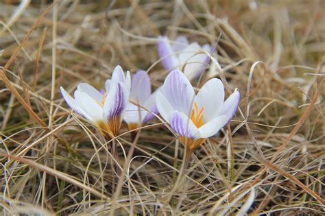 Crocus tauricus - Изображение особи - Плантариум
