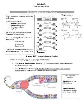 EOC Study Guide DNA Structure And Function By ElevateBiology TPT