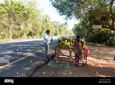 Tender Coconut Seller Hi Res Stock Photography And Images Alamy