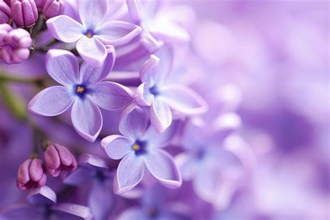 premium photo close   lilac close   lilac flowers