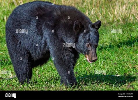 A Female Black Bear Stands In Cades Cove At Great Smoky Mountains