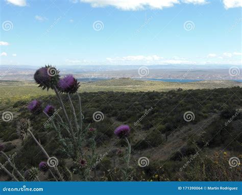 Flower On Steps In Neuquen Argentina Stock Photo Image Of Flowers