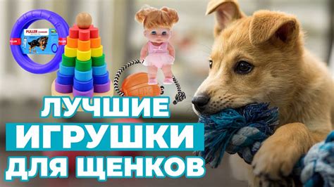 Игрушки для щенков: ТОП лучших и запрещенных! Советы кинолога - YouTube