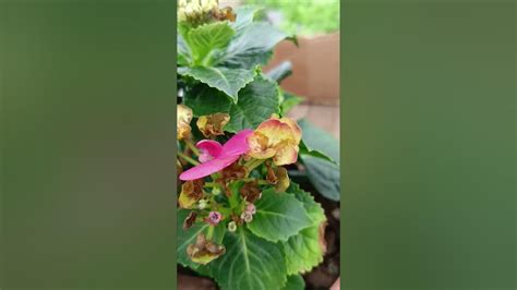 Сколько градусов выдерживает крупнолистная гортензия ранней весной ...