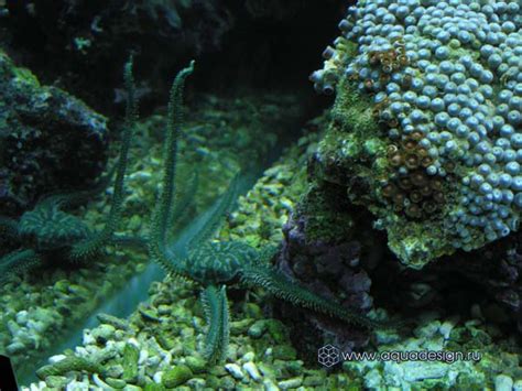 Морской аквариум на заказ в Москве: купить морской аквариум под ключ по ...