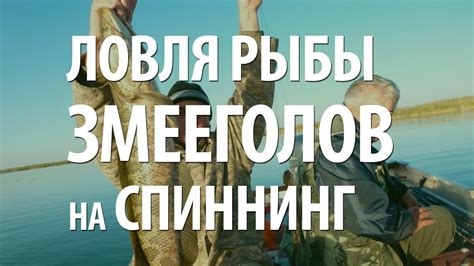 КАК ЛОВИТЬ РЫБУ ЗМЕЕГОЛОВ. РЫБАЛКА СПИННИНГОМ на ЗМЕЕГОЛОВА во ...