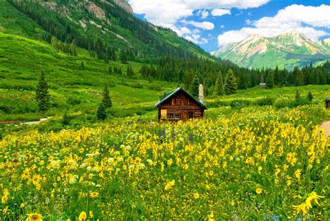 wildflowers  mt crested butte images colorado encyclopedia
