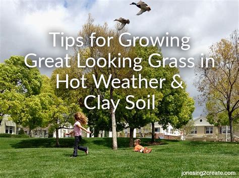 Growing Grass In Hot Weather And Clay Soil Jonesing Create