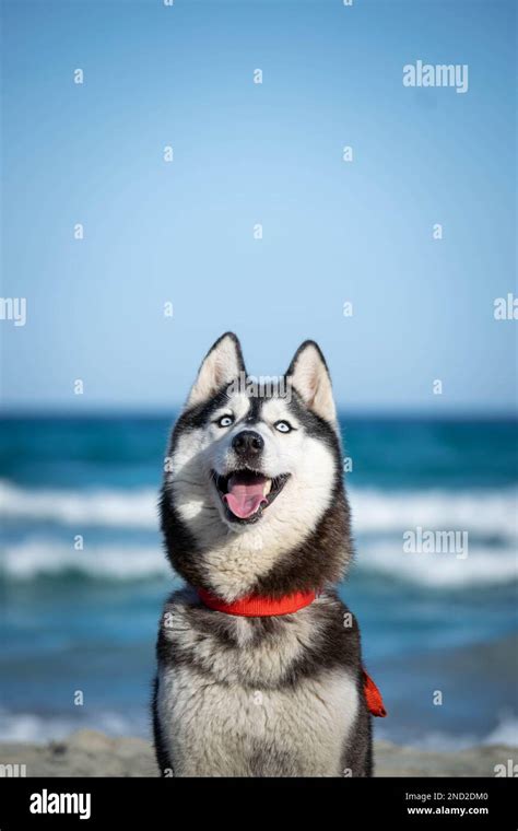 Huskypics -Fotos und -Bildmaterial in hoher Auflösung – Alamy