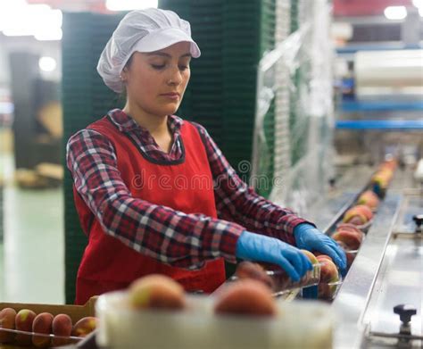 Latina Woman Sorting Peaches At Fruit Warehouse Stock Image Image Of Portrait Manufacturing