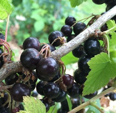 Fruit Juice Blackcurrant Juice Health Benefits