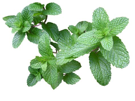 Menta Cuáles Son Las Propiedades De La Planta Del Mes
