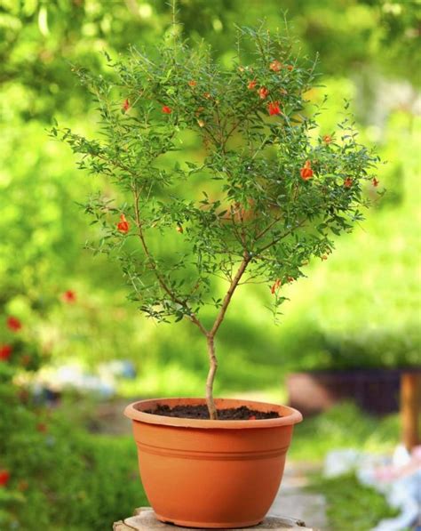 Как размножить гранатовое дерево