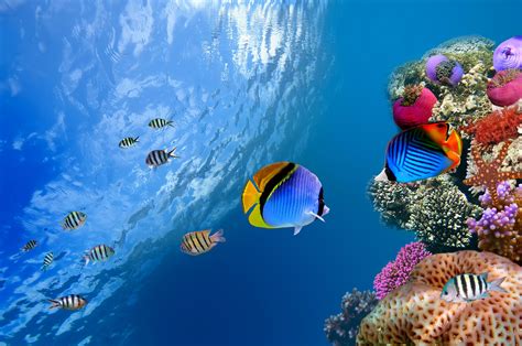 Underwater World Corals Fish Hd Wallpaper Rare Gallery