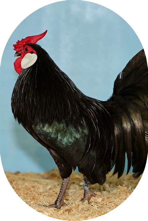 what is the top 3 poultry state 3