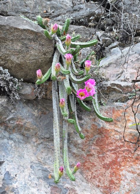 Echinocereus Pentalophus Subspecies Pentalophus The Ruth Bancroft