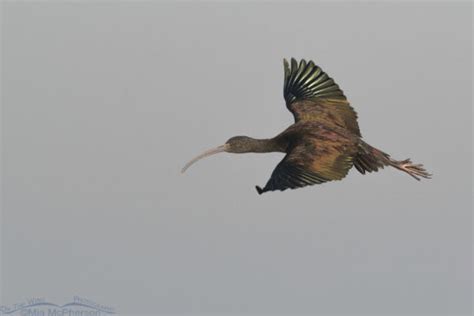 Overwintering White Faced Ibis In Flight Mia McPherson S On The Wing