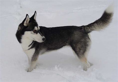 Best Outdoor Dog Breeds Easy Pet Fence