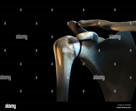 Healthy Shoulder Joints Medical 3d Illustration Stock Photo Alamy