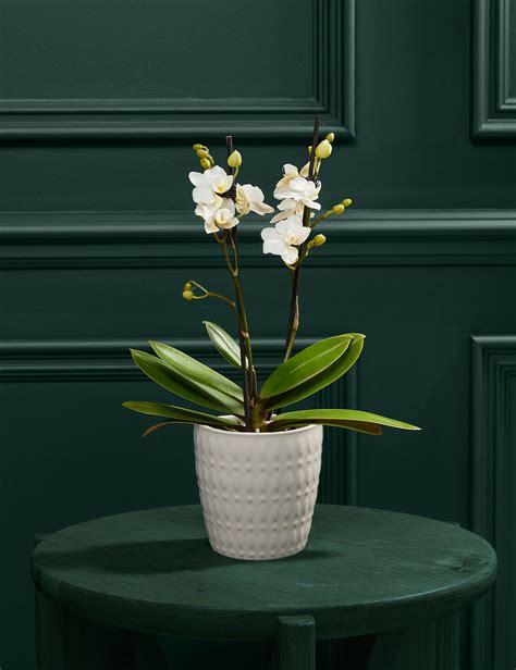 Get Well Soon, Flowers & Plants, Mother's Day Flowers & Plants, Mother