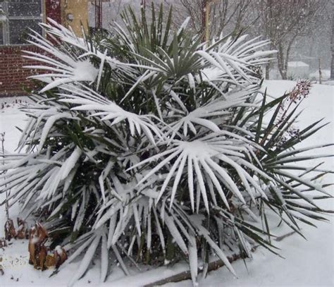 Mazari Palm Srebrna (Nannorrhops Ritchieana Mazari Silver) (ID: 1962 ...