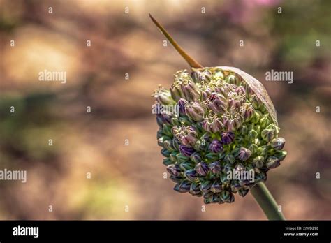 Allium Ampeloprasum Wild Leek Stock Photo Alamy
