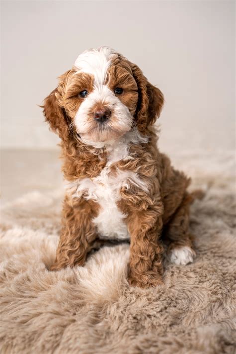 Nestjes Onze Honden Original Australian Labradoodles