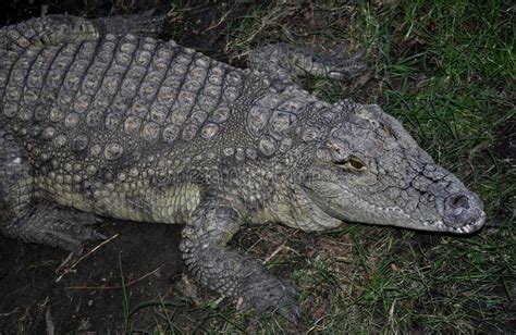 Nile Crocodile Crocodylus Niloticus Stock Image Image Of Predator