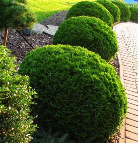Туя Западная Даника (Thuja occidentalis Danica) купить - Садовая Империя