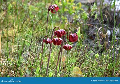 Purple Pitcher Plant Flowers Stock Image Image Of Boggy Grow 185936985