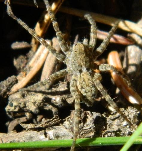 Small hairy spider - Pardosa - BugGuide.Net