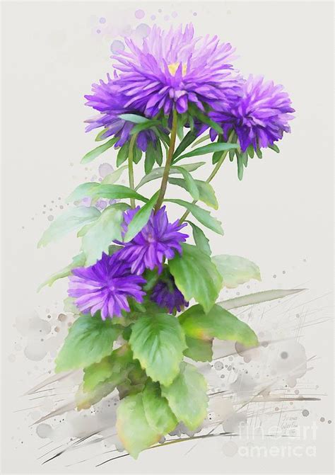 Purple Aster Painting by Ivana Westin - Pixels