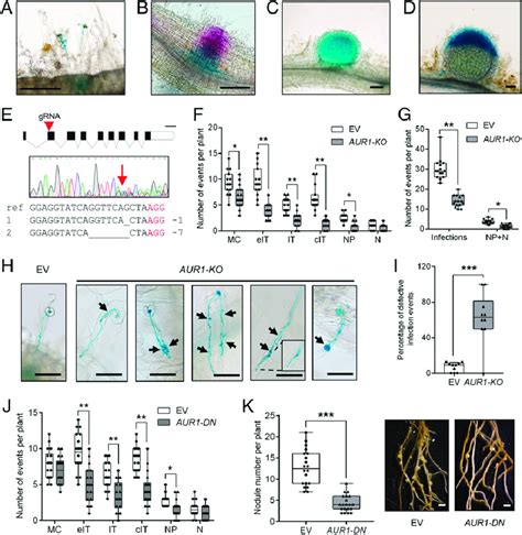 Aur1 Contributes To Rhizobial Infection And Nodulation A D Images