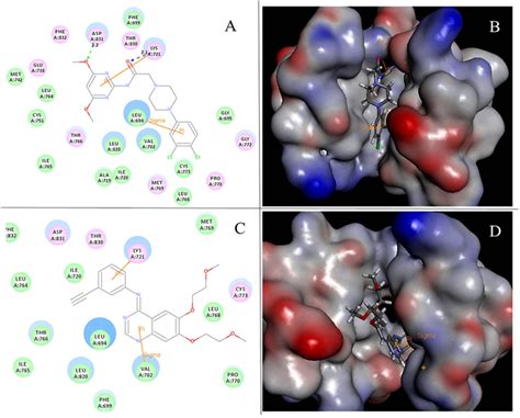 A 2d Molecular Docking Model Of Compound 3p With 1m17 B 3d