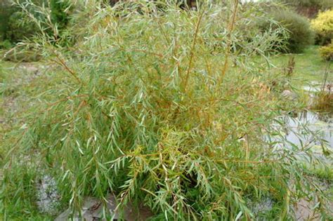 Ива плакучая посадка и уход