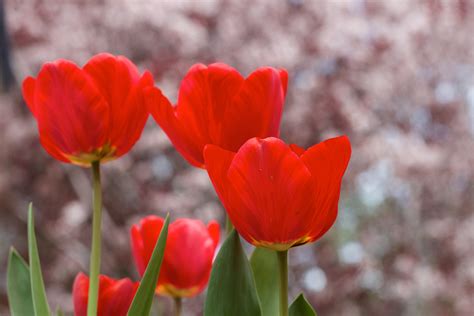 Bakgrundsbilder blomma kronblad tulpan röd flora