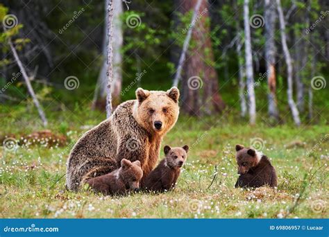 Mother Brown Bear and Her Cubs Stock Image - Image of security, wild ...