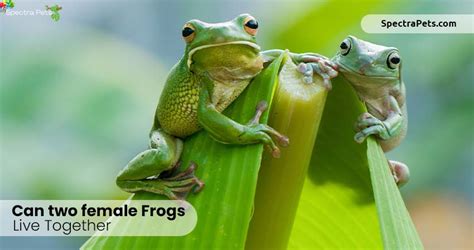 What Tree Frogs Can Live Together?
