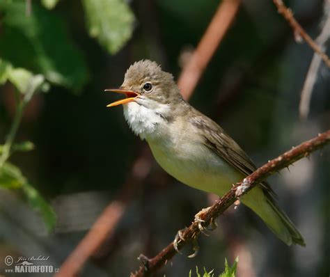 Marsh Warbler Photos Marsh Warbler Images Nature Wildlife Pictures