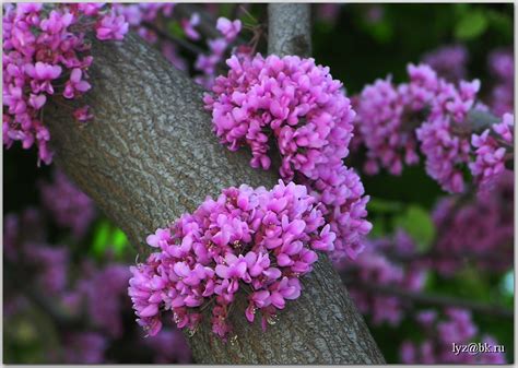 Коллекция розовых деревьев:: escaped — LiveJournal